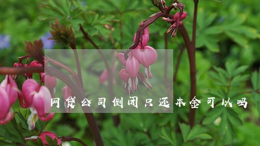 网贷公司倒闭只还本金可以吗 网贷公司倒闭只还本金可以吗