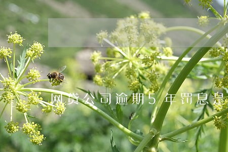 网贷公司逾期5年罚息是多少