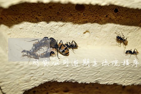 网贷公司逾期走法院程序 网贷公司逾期走法院程序