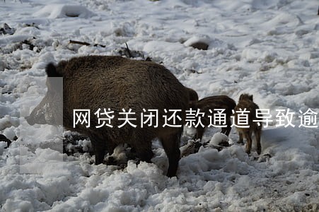网贷关闭还款通道导致逾期 网贷关闭还款通道导致逾期