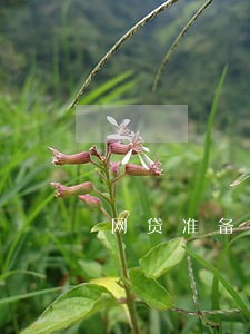 网贷准备全部逾期怎么办 网贷准备全部逾期怎么办