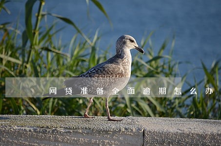网贷准备全面逾期怎么办 网贷准备全面逾期怎么办