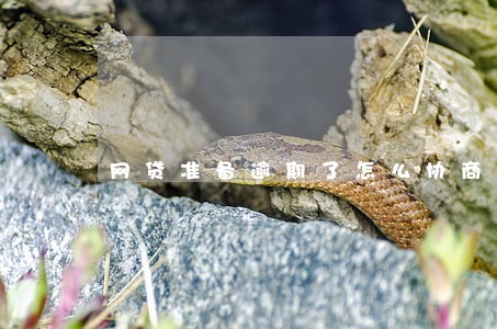 网贷准备逾期了怎么协商 网贷准备逾期了怎么协商