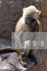网贷准备逾期应该怎么做