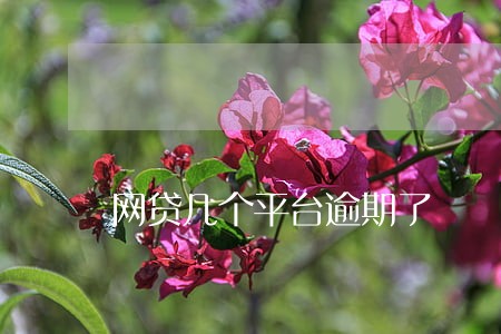 网贷几个平台逾期了 网贷几个平台逾期了