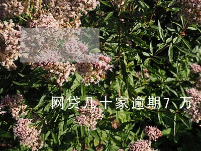网贷几十家逾期7万 网贷几十家逾期7万