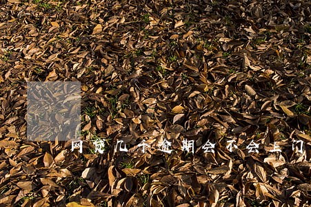 网贷几千逾期会不会上门催收