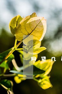 网贷几百块逾期1个月 网贷几百块逾期1个月