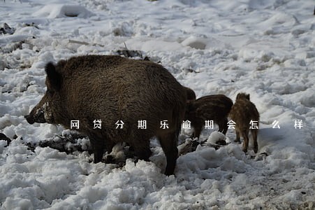 网贷分期乐逾期会怎么样 网贷分期乐逾期会怎么样