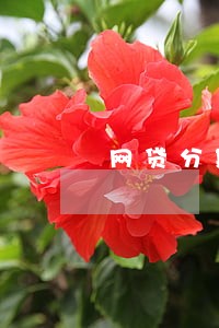 网贷分期逾期未还会怎样 网贷分期逾期未还会怎样