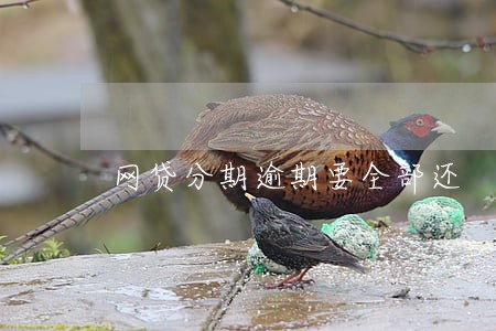网贷分期逾期要全部还 网贷分期逾期要全部还