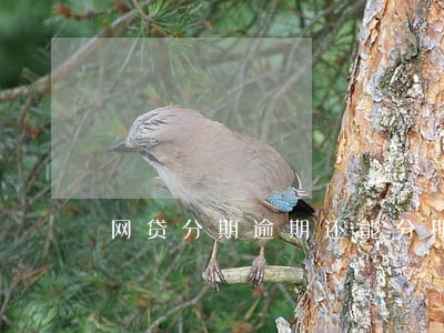 网贷分期逾期还能分期还吗 网贷分期逾期还能分期还吗
