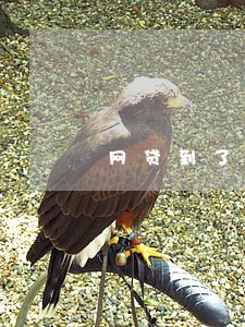 网贷到了还款日超过几天算逾期 网贷到了还款日超过几天算逾期
