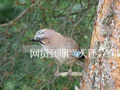 网贷到期当天还款逾期 网贷到期当天还款逾期