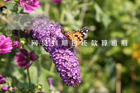 网贷到期日还款算逾期