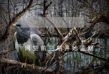 网贷前三期开始逾期 网贷前三期开始逾期