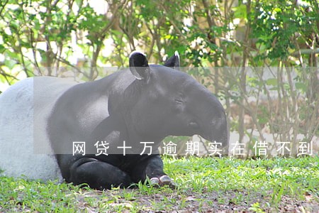 网贷十万逾期实在借不到钱了 网贷十万逾期实在借不到钱了