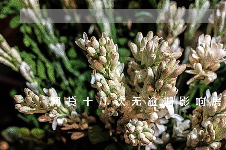 网贷十几次无逾期影响房贷吗 网贷十几次无逾期影响房贷吗