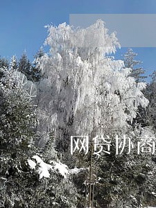 网贷协商只还本金要什么手续 网贷协商只还本金要什么手续