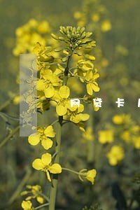 网贷卡片逾期2分 网贷卡片逾期2分