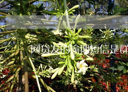 网贷发的逾期短信是群发的吗