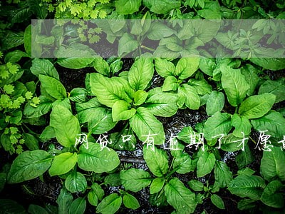 网贷只有逾期了才愿意只还本金 网贷只有逾期了才愿意只还本金