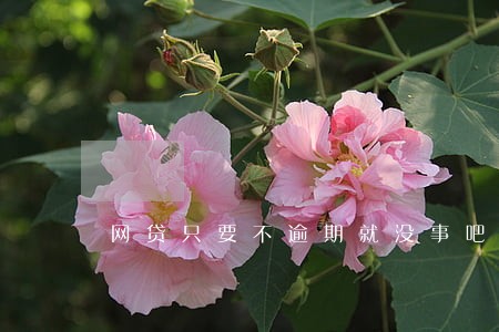 网贷只要不逾期就没事吧