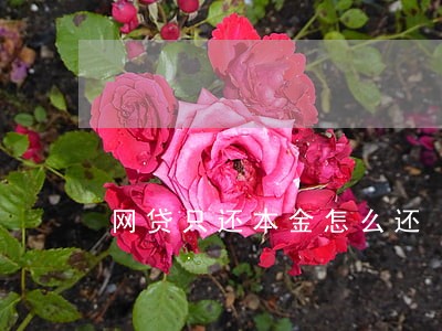 网贷只还本金怎么还 网贷只还本金怎么还