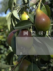 网贷可以逾期几次 网贷可以逾期几次