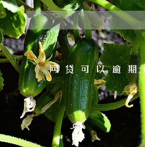 网贷可以逾期还吗 网贷可以逾期还吗