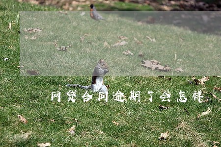 网贷合同逾期了会怎样 网贷合同逾期了会怎样