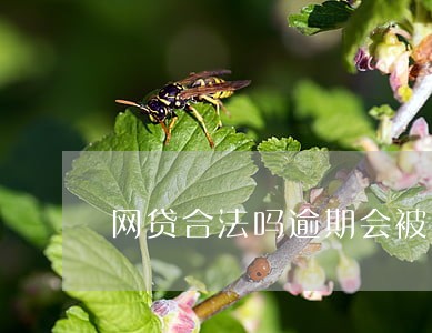 网贷合法吗逾期会被强制执行吗 网贷合法吗逾期会被强制执行吗