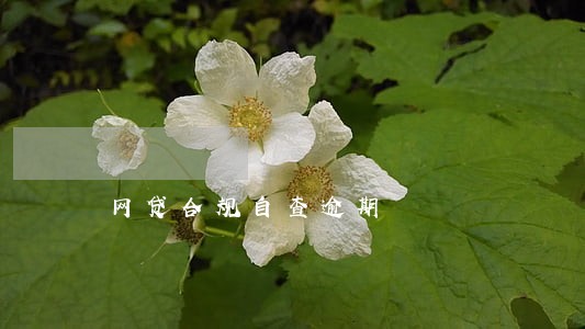 网贷合规自查逾期 网贷合规自查逾期