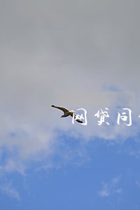 网贷同意只还本金 网贷同意只还本金