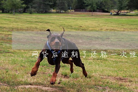网贷后逾期了还能一次性还清吗