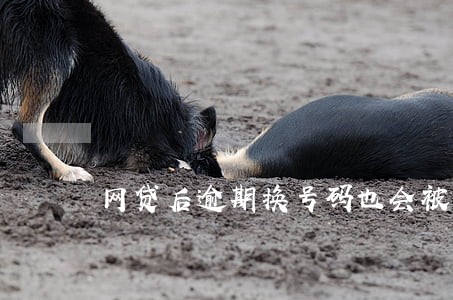 网贷后逾期换号码也会被知道 网贷后逾期换号码也会被知道