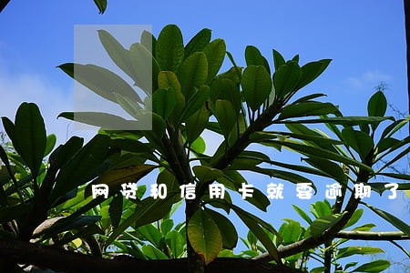 网贷和信用卡就要逾期了 网贷和信用卡就要逾期了