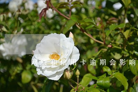 网贷和信用卡逾期会影响房贷么 网贷和信用卡逾期会影响房贷么