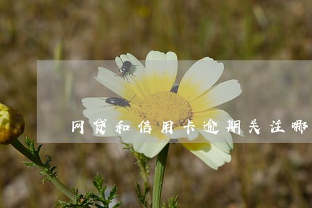 网贷和信用卡逾期关注哪些问题 网贷和信用卡逾期关注哪些问题