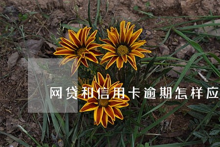 网贷和信用卡逾期怎样应对 网贷和信用卡逾期怎样应对