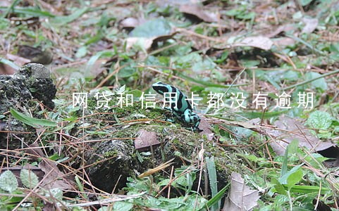 网贷和信用卡都没有逾期 网贷和信用卡都没有逾期