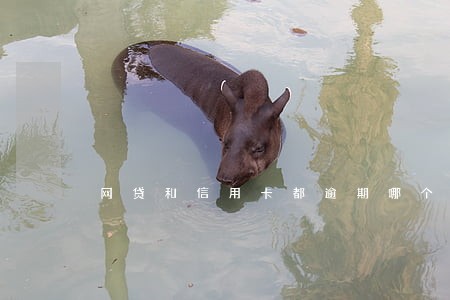 网贷和信用卡都逾期哪个严重