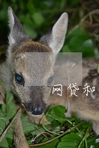网贷和小贷逾期会上门催收 网贷和小贷逾期会上门催收