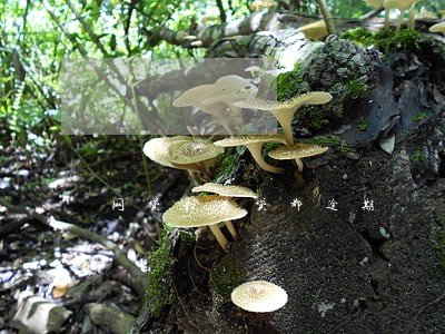 网贷和房贷都逾期 网贷和房贷都逾期