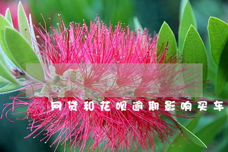 网贷和花呗逾期影响买车吗