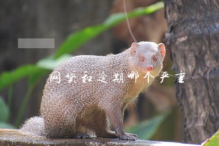 网贷和逾期哪个严重 网贷和逾期哪个严重