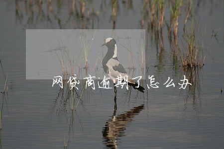 网贷商逾期了怎么办 网贷商逾期了怎么办