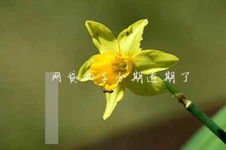 网贷四千分期逾期了 网贷四千分期逾期了