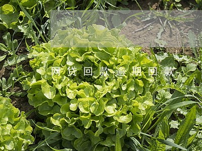 网贷回款逾期回款 网贷回款逾期回款