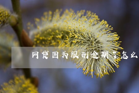 网贷因为服刑逾期了怎么办 网贷因为服刑逾期了怎么办